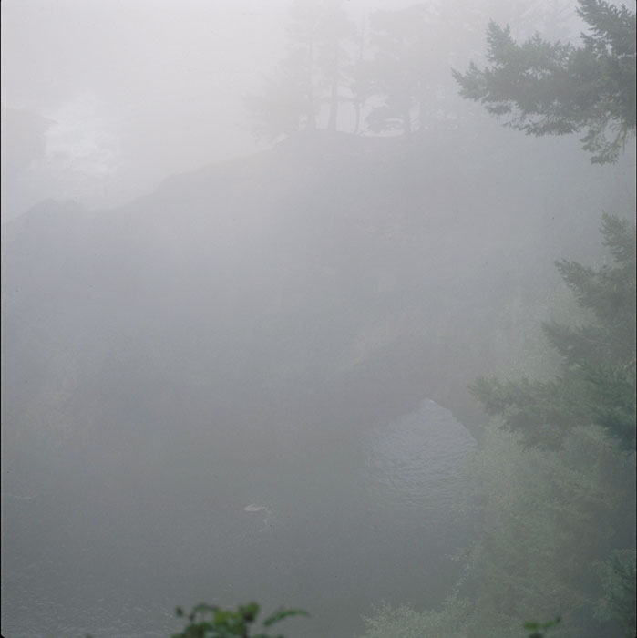 Fog and Trees, early morning